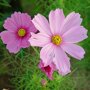 Cosmos bipinnatus